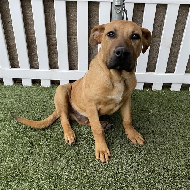 TRAPPER - Bullmastiff available for adoption