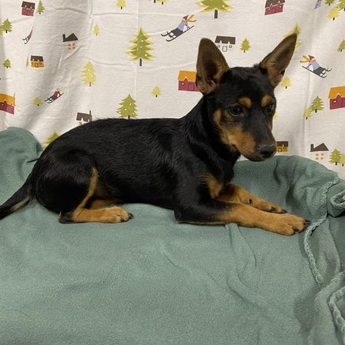 A614344 - Rat Terrier available for adoption