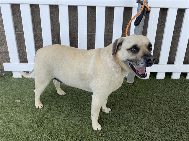 TIGGER - Pit Bull Terrier available for adoption