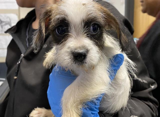 A607283 - Norfolk Terrier available for adoption