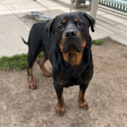 *BROGAN - Rottweiler available for adoption