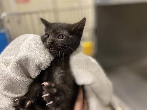 BELLA - Domestic Short Hair for adoption in Modesto