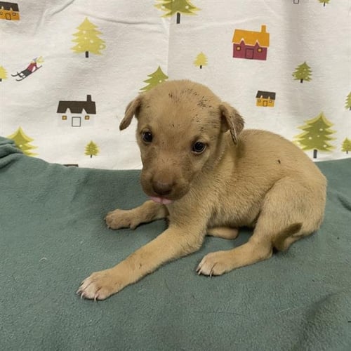 A614377 - German Shepherd Dog available for adoption