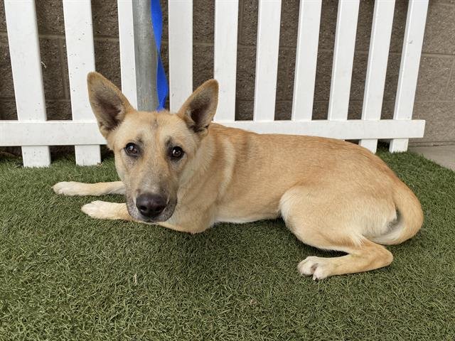 TANYA - German Shepherd Dog available for adoption