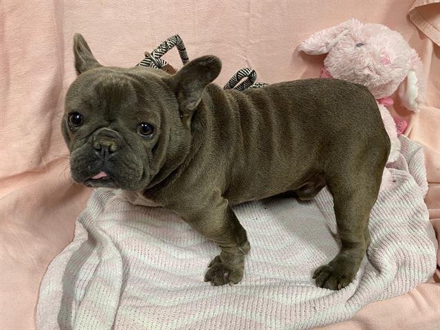 A607166 - French Bulldog available for adoption