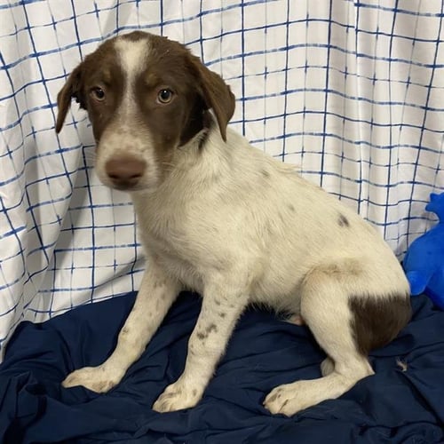 A612779 - Australian Shepherd available for adoption