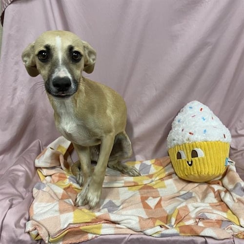 *AMY - Rat Terrier available for adoption