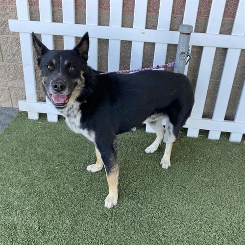 A614328 - German Shepherd Dog / Siberian Husky available for adoption