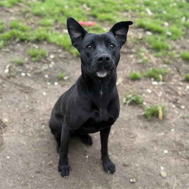 *DENVER - German Shepherd Dog / Pit Bull Terrier available for adoption