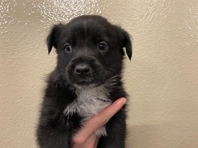 *BRAMBLE - Australian Shepherd available for adoption