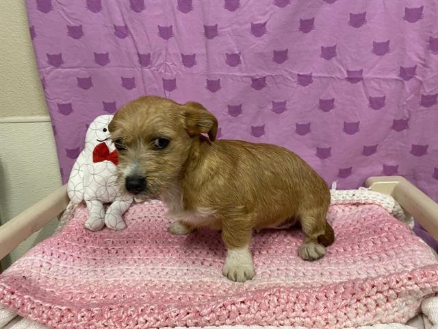 A607341 - Wirehaired Fox Terrier available for adoption