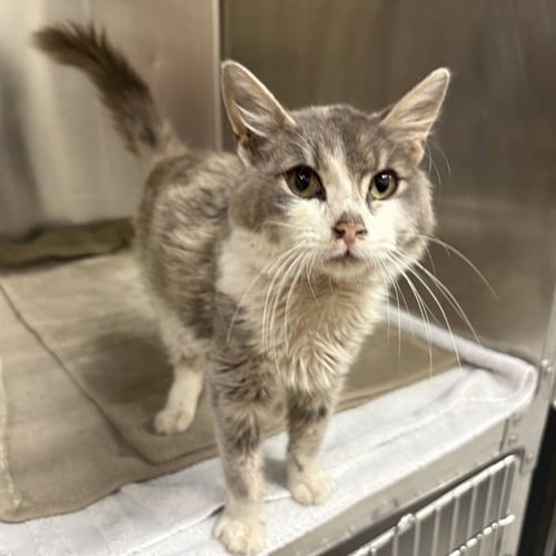 *TIGGER - Domestic Long Hair for adoption in Modesto