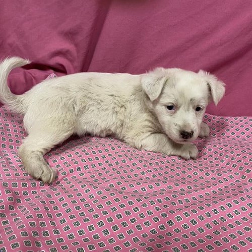 A614027 - Australian Shepherd available for adoption