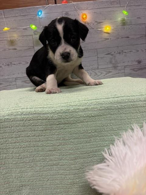 A614929 - American Pit Bull Terrier available for adoption