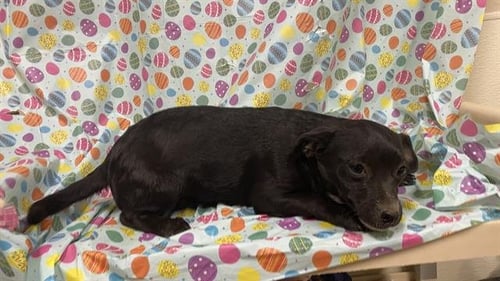 A608679 - Chihuahua available for adoption