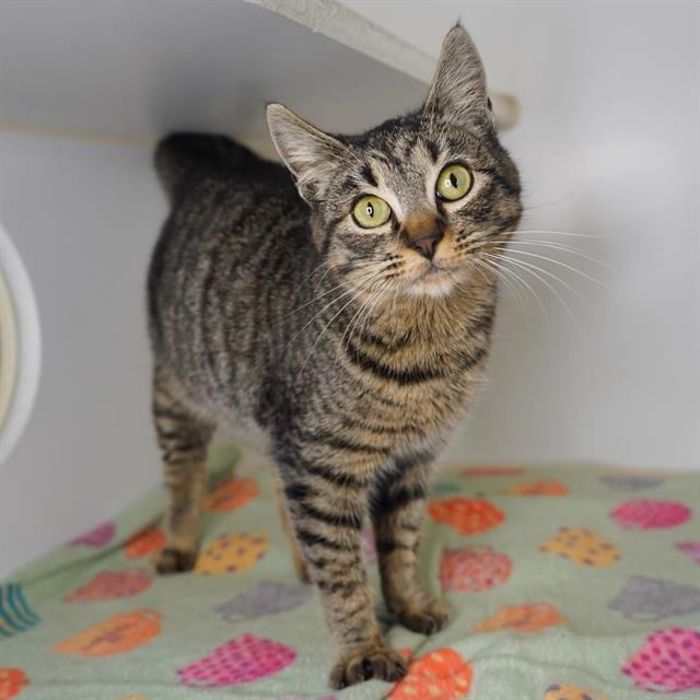 A606414 - Domestic Short Hair available for adoption