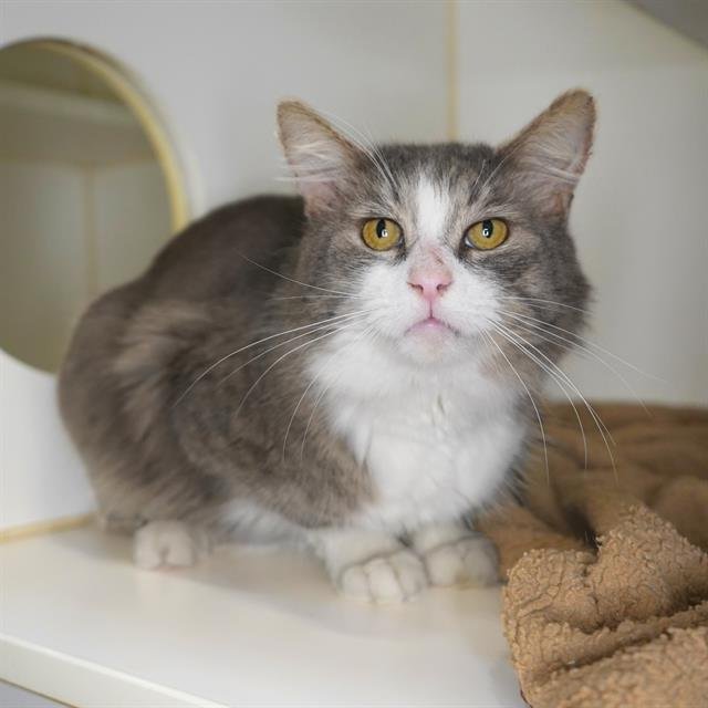 *BRISO - Domestic Long Hair available for adoption