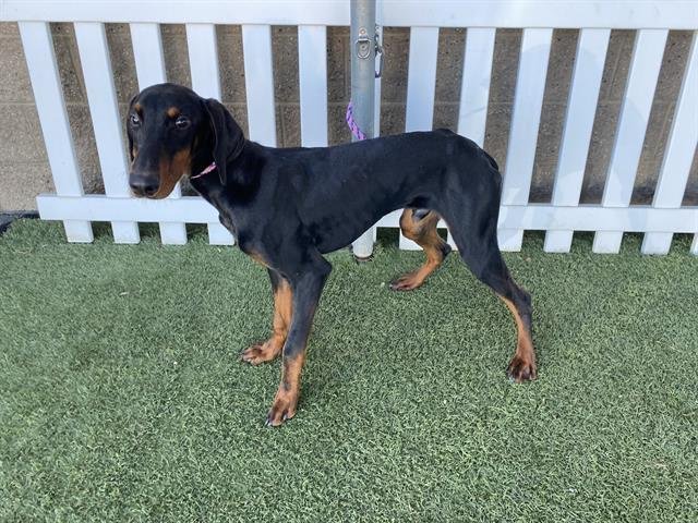 A606696 - Doberman Pinscher available for adoption
