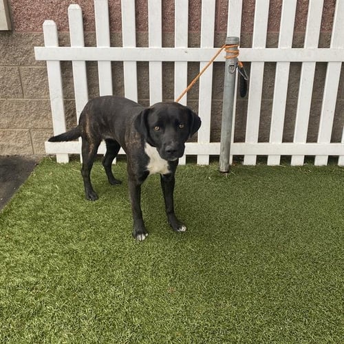 *BONITA - Labrador Retriever available for adoption