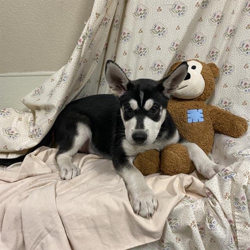 A614666 - Siberian Husky available for adoption