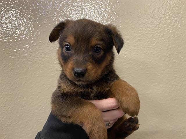 *MEADOW - Australian Shepherd available for adoption