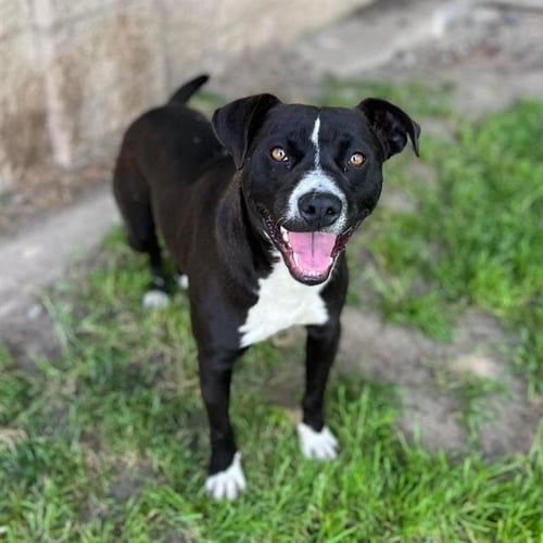 *PEPE - Staffordshire Bull Terrier available for adoption