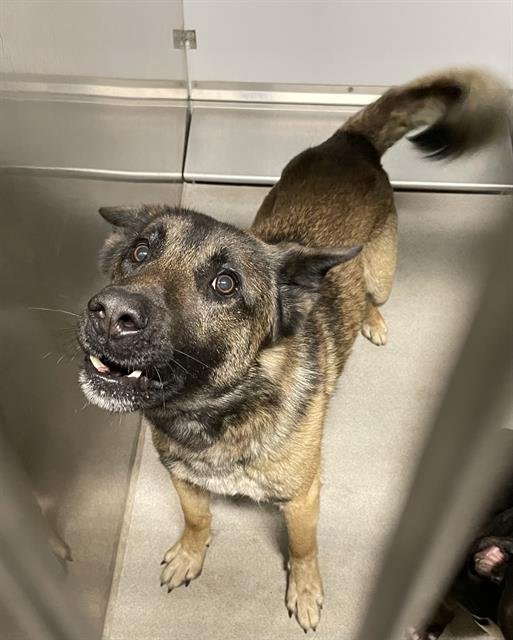 *MITCH - Belgian Shepherd Malinois available for adoption