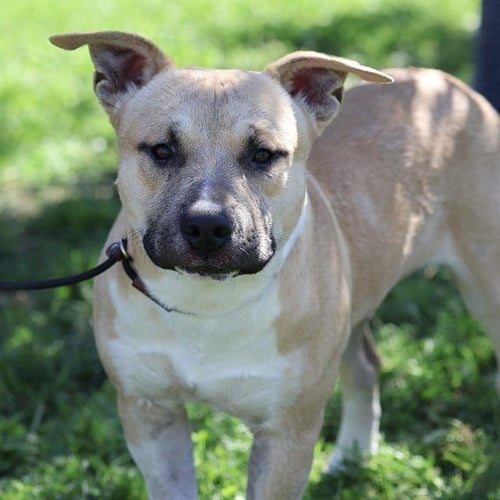 *RYAN - Pit Bull Terrier available for adoption