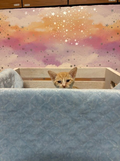 A613687 - Domestic Short Hair available for adoption