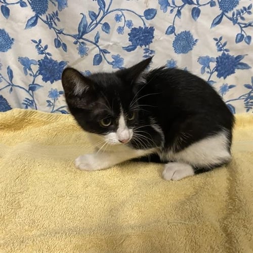 SKITTLES - Domestic Short Hair available for adoption