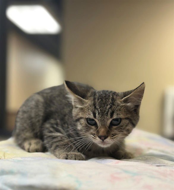 A605627 - Domestic Short Hair available for adoption