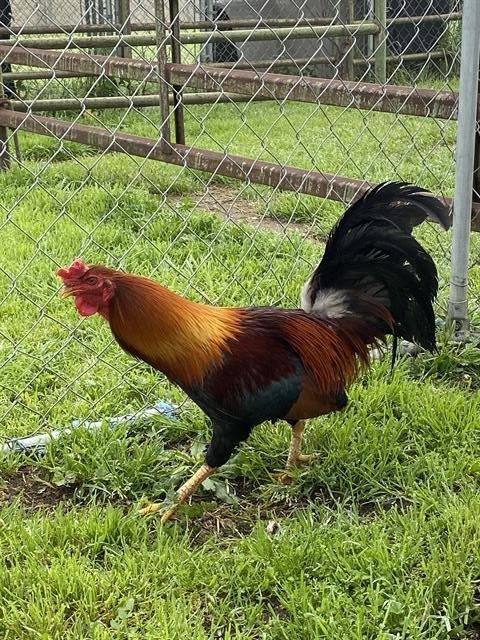 A606834 - Chicken available for adoption