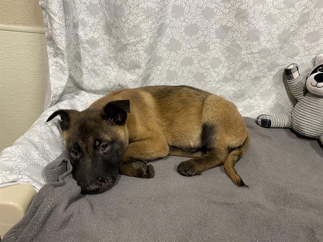 A606311 - Belgian Shepherd Malinois available for adoption