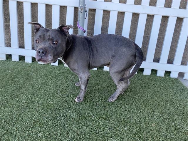 *SLADE - Pit Bull Terrier available for adoption