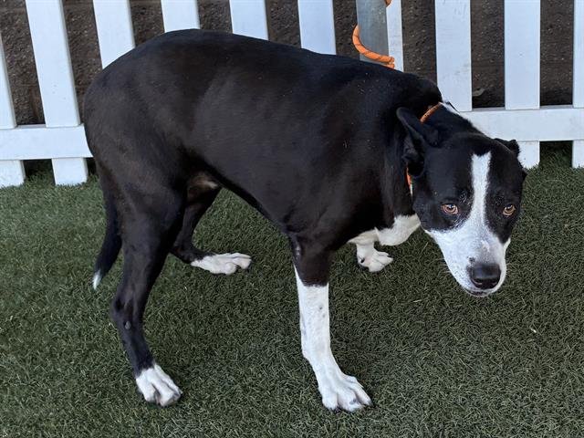 SUZY Q - Queensland Heeler available for adoption