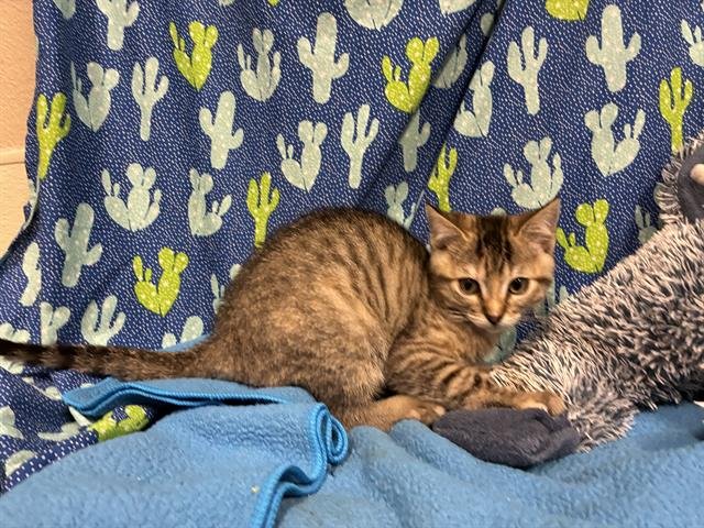 *MOLLY - Domestic Short Hair available for adoption