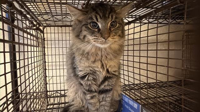 A606183 - Domestic Long Hair available for adoption