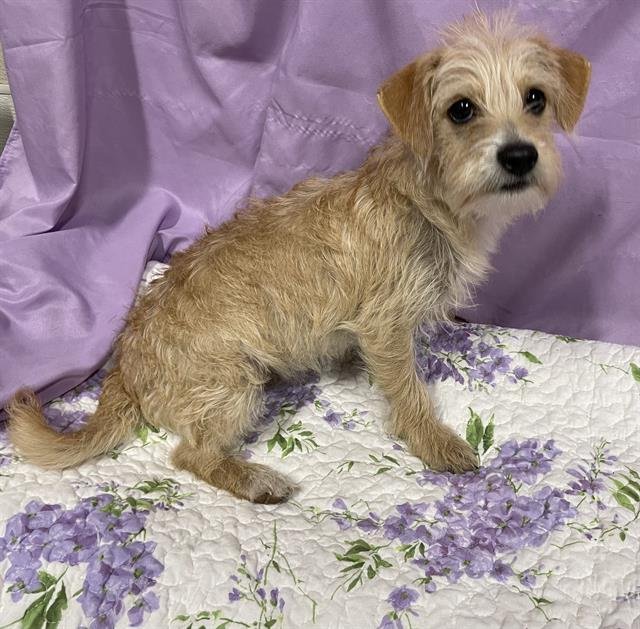 *HENRY - Glen of Imaal Terrier available for adoption