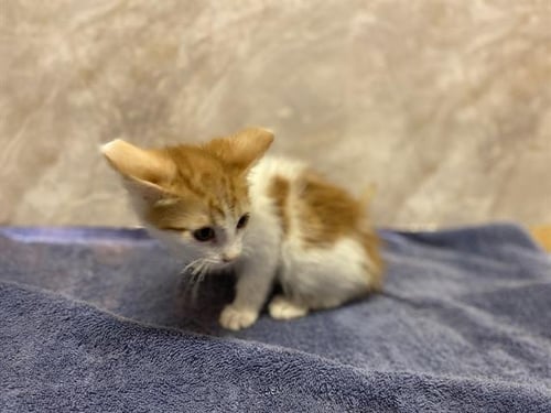*ROMEO - Domestic Short Hair for adoption in Modesto