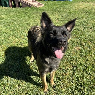 JIVY - German Shepherd Dog available for adoption