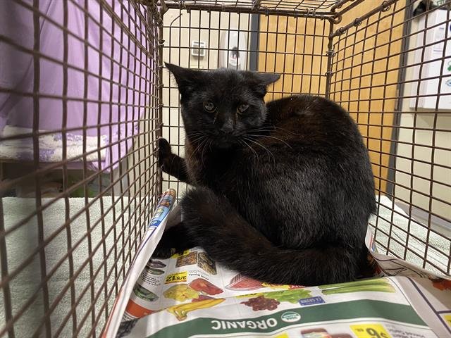 A606689 - Domestic Short Hair available for adoption