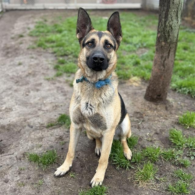 *RICHARD - German Shepherd Dog available for adoption