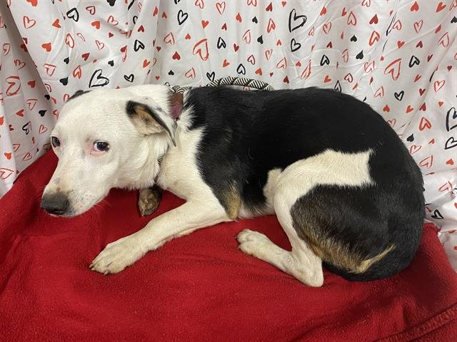 A606915 - Cardigan Welsh Corgi / Chihuahua available for adoption