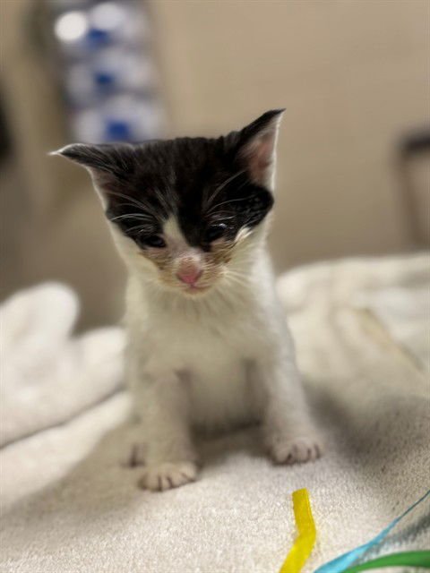 A606775 - Domestic Short Hair available for adoption