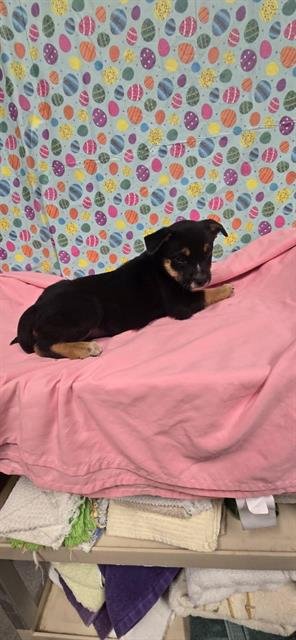 A608372 - Pit Bull Terrier available for adoption