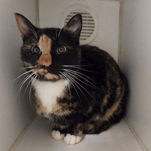 PEANUT - Domestic Short Hair available for adoption