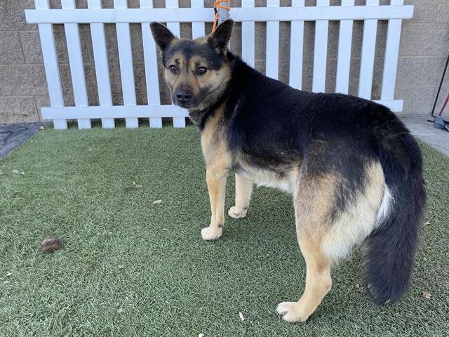 A607487 - German Shepherd Dog available for adoption