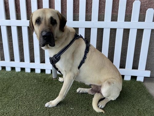 *STEWIE - Anatolian Shepherd available for adoption