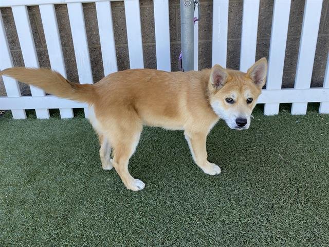 *NARUTO - Siberian Husky / Shiba Inu available for adoption