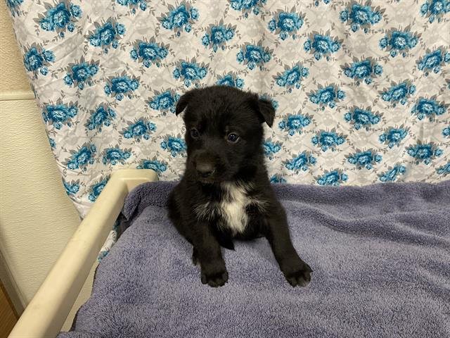 *TILLY - Border Collie / German Shepherd Dog available for adoption